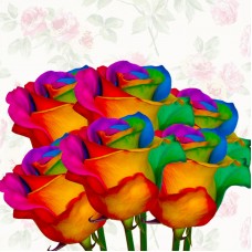 Rainbow Rose 6pcs