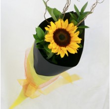 Single Sunflowers