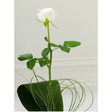 Special Someone - 1 Stem Bouquet
