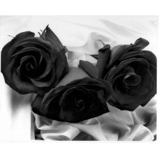 Black Flashing - 3 Stems Bouquet