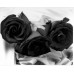 Black Flashing - 3 Stems Bouquet