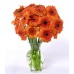 Dozen Orange Gerbera Daisies - 12 Stems Vase